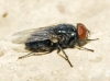 Protocalliphora azurea (Falln, 1817)