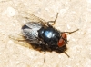 Protocalliphora azurea (Falln, 1817)