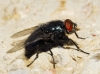 Protocalliphora azurea (Falln, 1817)