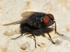 Protocalliphora azurea (Falln, 1817)