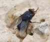 Protocalliphora cf. azurea (Falln, 1817)