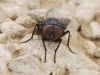 Protocalliphora cf. azurea (Falln, 1817)