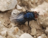 Protocalliphora cf. azurea (Falln, 1817)