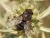 Pseudogonia rufifrons ? 1/3