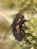 Pseudogonia rufifrons ? 2/3