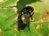 Pyrellia sp. Robineau-Desvoidy, 1830