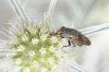 Rhyncomyia ? Rhyncomyia ?