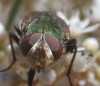 Rhyncomyia cf. felina (Fabricius, 1794)