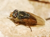 Rhyncomyia columbina (Meigen, 1824)