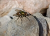 Rhyncomyia felina (Fabricius, 1794)