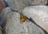 Rhyncomyia felina (Fabricius, 1794)