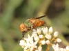 Rhyncomyia felina (Fabricius, 1794)