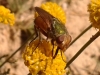 Rhyncomyia felina (Fabricius, 1794)
