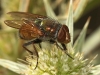 Rhyncomyia zernyana Villeneuve, 1926