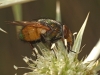 Rhyncomyia zernyana Villeneuve, 1926
