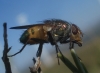 Rhyncomyia zernyana Villeneuve, 1926