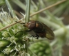 Rhyncomyia zernyana Villeneuve, 1926