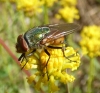 Rhyncomyia zernyana Villeneuve, 1926