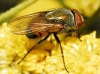 Rhyncomyia zernyana Villeneuve, 1926 Rhyncomyia zernyana Villeneuve, 1926
