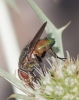 Rhyncomyia cf. zernyana Villeneuve, 1926
