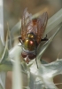 Rhyncomyia felina (Fabricius, 1794)