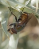 Rhyncomyia felina (Fabricius, 1794)