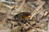 Rhyncomyia felina (Fabricius, 1794)
