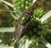 Rhyncomyia felina (Fabricius, 1794)