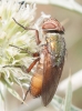 Rhyncomyia felina (Fabricius, 1794)