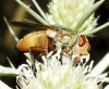 Rhyncomyia felina (Fabricius, 1794)