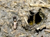 Saltella sphondylii (Schrank, 1803)
