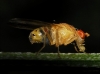 Sapromyza (Sapromyzosoma) sp. Lioy, 1864