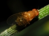 Sapromyza (Sapromyzosoma) sp. Lioy, 1864