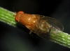 Sapromyza (Sapromyzosoma) sp. Lioy, 1864