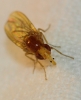 Sapromyza gr. intonsa