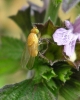Sapromyza sp. Falln, 1810