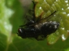 Sarcophagidae Sarcophagidae