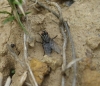 Sarcophagidae Sarcophagidae