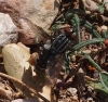 Sarcophagidae