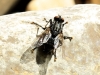 Sarcophagidae Sarcophagidae