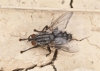 Sarcophagidae Sarcophagidae