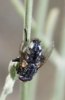 Sarcophagidae Sarcophagidae