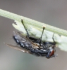 Sarcophagidae Sarcophagidae