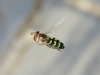 Scaeva cf. dignota (Rondani, 1857)