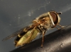 Scaeva dignota (Rondani, 1857)