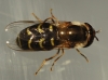 Scaeva dignota (Rondani, 1857)