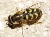 Scaeva dignota (Rondani, 1857)