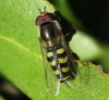 Scaeva dignota (Rondani, 1857)