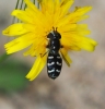 Scaeva pirastri ? Scaeva pirastri ?