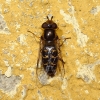 Scaeva selenitica (Meigen, 1822)